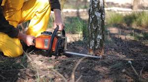 Trusted Laymantown, VA Tree Services Experts