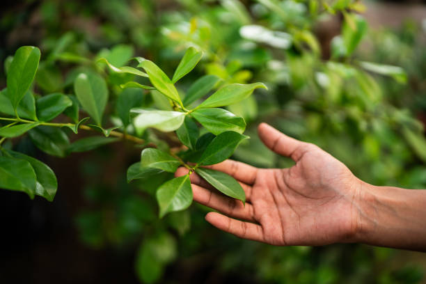 How Our Tree Care Process Works  in  Laymantown, VA